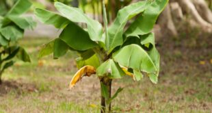 2405404 Banana Tree