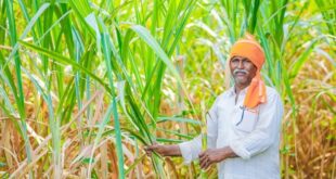 Indian Farmer Sugarcane Field 75