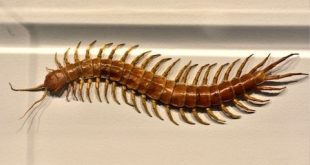 Centipede In House Indicate Good