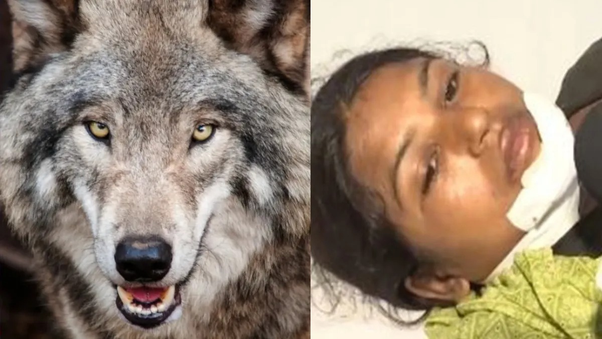 Bahraich Wolf 1726199896