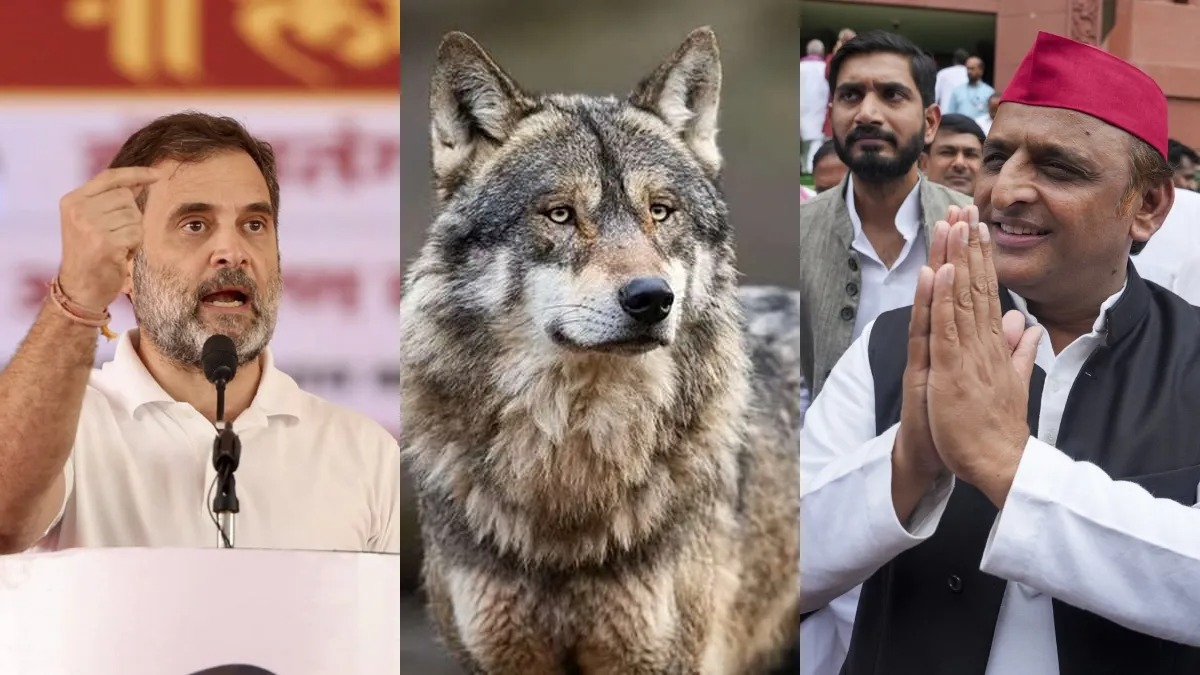 Wolf Sp Congress 1725790520