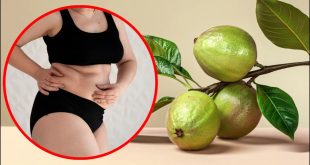 Guava Leaves Weight Loss 11 10 2